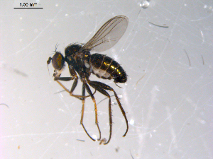  ( - 10PROBE-13579)  @13 [ ] CreativeCommons - Attribution (2011) CBG Photography Group Centre for Biodiversity Genomics