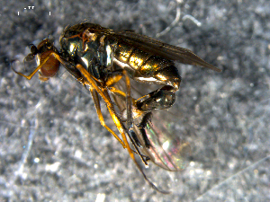  (Dolichopus solidus - 10PROBE-07792)  @13 [ ] CreativeCommons - Attribution (2011) CBG Photography Group Centre for Biodiversity Genomics