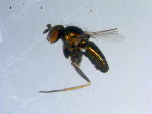  ( - 10PROBE-07847)  @12 [ ] CreativeCommons - Attribution (2011) CBG Photography Group Centre for Biodiversity Genomics