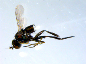  ( - 10PROBE-07848)  @12 [ ] CreativeCommons - Attribution (2011) CBG Photography Group Centre for Biodiversity Genomics