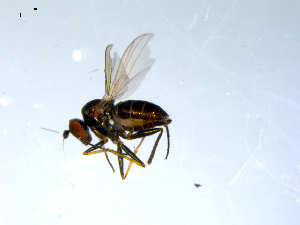  ( - 10PROBE-07878)  @13 [ ] CreativeCommons - Attribution (2011) CBG Photography Group Centre for Biodiversity Genomics