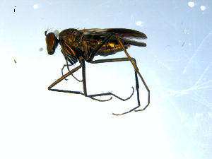  ( - 10PROBE-07980)  @13 [ ] CreativeCommons - Attribution (2011) CBG Photography Group Centre for Biodiversity Genomics