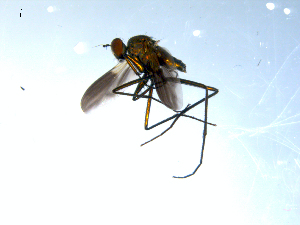  ( - 10PROBE-07981)  @13 [ ] CreativeCommons - Attribution (2011) CBG Photography Group Centre for Biodiversity Genomics