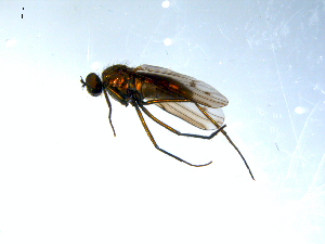  (Hydrophorus manicatus - 10PROBE-07990)  @13 [ ] CreativeCommons - Attribution (2011) CBG Photography Group Centre for Biodiversity Genomics