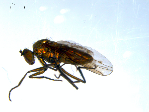  (Hydrophorus manicatus - 10PROBE-07992)  @13 [ ] CreativeCommons - Attribution (2011) CBG Photography Group Centre for Biodiversity Genomics