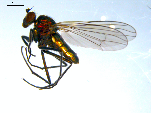  (Hydrophorus trichaspis - 10PROBE-07997)  @13 [ ] CreativeCommons - Attribution (2011) CBG Photography Group Centre for Biodiversity Genomics