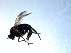  (Dolichopus sp. nr. diversipennis - 10PROBE-08053)  @13 [ ] CreativeCommons - Attribution (2011) CBG Photography Group Centre for Biodiversity Genomics