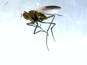  ( - 10PROBE-08083)  @13 [ ] CreativeCommons - Attribution (2011) CBG Photography Group Centre for Biodiversity Genomics