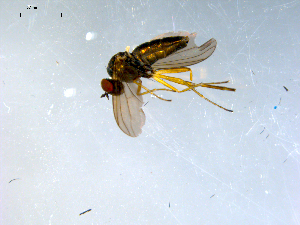  (Rhaphium sp. SEB2 - 10PROBE-08156)  @13 [ ] CreativeCommons - Attribution (2011) CBG Photography Group Centre for Biodiversity Genomics