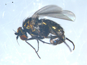  ( - 10PROBE-08172)  @12 [ ] CreativeCommons - Attribution (2011) CBG Photography Group Centre for Biodiversity Genomics