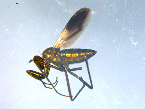  ( - 10PROBE-08183)  @13 [ ] CreativeCommons - Attribution (2011) CBG Photography Group Centre for Biodiversity Genomics
