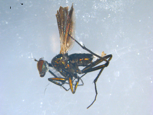  ( - 10PROBE-08187)  @13 [ ] CreativeCommons - Attribution (2011) CBG Photography Group Centre for Biodiversity Genomics