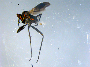  ( - 10PROBE-08206)  @13 [ ] CreativeCommons - Attribution (2011) CBG Photography Group Centre for Biodiversity Genomics