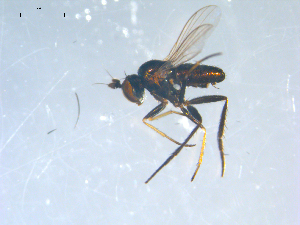  ( - 10PROBE-08247)  @12 [ ] CreativeCommons - Attribution (2011) CBG Photography Group Centre for Biodiversity Genomics