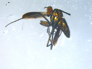  ( - 10PROBE-08261)  @13 [ ] CreativeCommons - Attribution (2011) CBG Photography Group Centre for Biodiversity Genomics