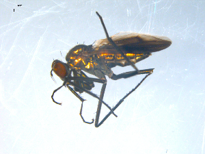  ( - 10PROBE-08282)  @13 [ ] CreativeCommons - Attribution (2011) CBG Photography Group Centre for Biodiversity Genomics