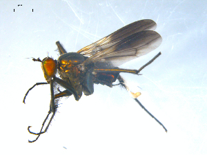  ( - 10PROBE-08288)  @13 [ ] CreativeCommons - Attribution (2011) CBG Photography Group Centre for Biodiversity Genomics