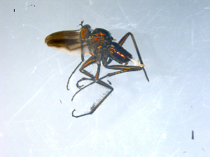  ( - 10PROBE-08296)  @13 [ ] CreativeCommons - Attribution (2011) CBG Photography Group Centre for Biodiversity Genomics