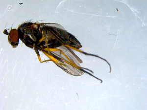  (Dolichopus sp. SEB07 - 10PROBE-09134)  @11 [ ] CreativeCommons - Attribution (2011) CBG Photography Group Centre for Biodiversity Genomics