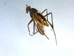  ( - 10PROBE-09185)  @13 [ ] CreativeCommons - Attribution (2011) CBG Photography Group Centre for Biodiversity Genomics
