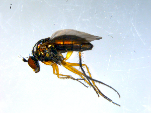  (Dolichopus brevipennis - 10PROBE-09204)  @14 [ ] CreativeCommons - Attribution (2011) CBG Photography Group Centre for Biodiversity Genomics