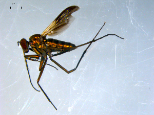  ( - 10PROBE-09215)  @13 [ ] CreativeCommons - Attribution (2011) CBG Photography Group Centre for Biodiversity Genomics