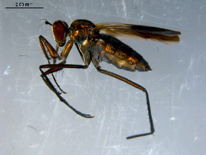  ( - 10PROBE-09296)  @13 [ ] CreativeCommons - Attribution (2011) CBG Photography Group Centre for Biodiversity Genomics