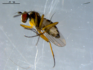  ( - 10PROBE-09301)  @12 [ ] CreativeCommons - Attribution (2011) CBG Photography Group Centre for Biodiversity Genomics
