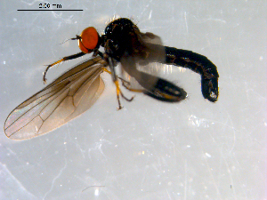  ( - 10PROBE-09086)  @13 [ ] CreativeCommons - Attribution (2011) CBG Photography Group Centre for Biodiversity Genomics