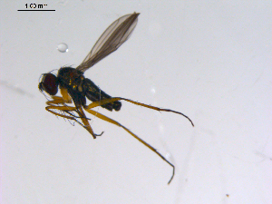  ( - 10PROBE-11342)  @12 [ ] CreativeCommons - Attribution (2011) CBG Photography Group Centre for Biodiversity Genomics