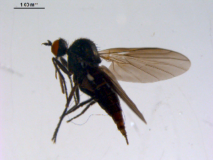  ( - 10PROBE-11356)  @12 [ ] CreativeCommons - Attribution (2011) CBG Photography Group Centre for Biodiversity Genomics