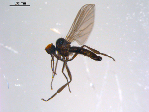  ( - 10PROBE-11380)  @13 [ ] CreativeCommons - Attribution (2011) CBG Photography Group Centre for Biodiversity Genomics