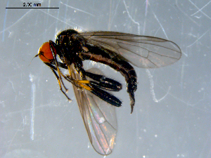  ( - 10PROBE-07889)  @13 [ ] CreativeCommons - Attribution (2011) CBG Photography Group Centre for Biodiversity Genomics