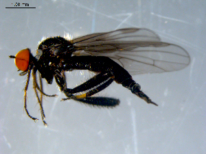  ( - 10PROBE-07891)  @13 [ ] CreativeCommons - Attribution (2011) CBG Photography Group Centre for Biodiversity Genomics