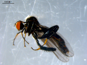  ( - 10PROBE-07924)  @13 [ ] CreativeCommons - Attribution (2011) CBG Photography Group Centre for Biodiversity Genomics