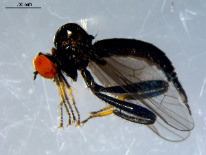  ( - 10PROBE-07959)  @13 [ ] CreativeCommons - Attribution (2011) CBG Photography Group Centre for Biodiversity Genomics