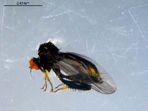  ( - 10PROBE-07972)  @13 [ ] CreativeCommons - Attribution (2011) CBG Photography Group Centre for Biodiversity Genomics