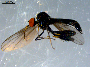  ( - 10PROBE-08384)  @13 [ ] CreativeCommons - Attribution (2011) CBG Photography Group Centre for Biodiversity Genomics