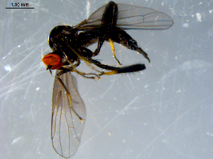  ( - 10PROBE-08385)  @13 [ ] CreativeCommons - Attribution (2011) CBG Photography Group Centre for Biodiversity Genomics
