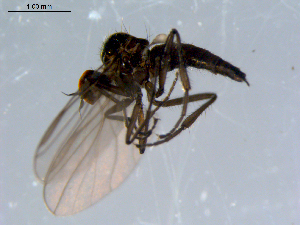 ( - 10PROBE-08417)  @12 [ ] CreativeCommons - Attribution (2011) CBG Photography Group Centre for Biodiversity Genomics