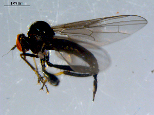  ( - 10PROBE-08419)  @13 [ ] CreativeCommons - Attribution (2011) CBG Photography Group Centre for Biodiversity Genomics