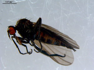  ( - 10PROBE-08485)  @12 [ ] CreativeCommons - Attribution (2011) CBG Photography Group Centre for Biodiversity Genomics