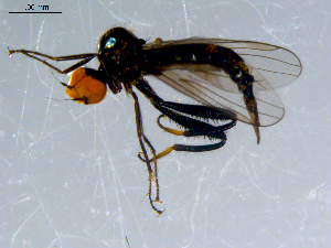  ( - 10PROBE-08503)  @13 [ ] CreativeCommons - Attribution (2011) CBG Photography Group Centre for Biodiversity Genomics