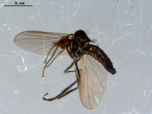  ( - 10PROBE-08570)  @12 [ ] CreativeCommons - Attribution (2011) CBG Photography Group Centre for Biodiversity Genomics