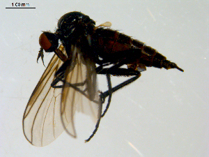  ( - 10PROBE-08595)  @12 [ ] CreativeCommons - Attribution (2011) CBG Photography Group Centre for Biodiversity Genomics