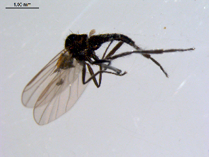  ( - 10PROBE-08602)  @12 [ ] CreativeCommons - Attribution (2011) CBG Photography Group Centre for Biodiversity Genomics