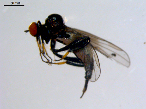  ( - 10PROBE-08605)  @13 [ ] CreativeCommons - Attribution (2011) CBG Photography Group Centre for Biodiversity Genomics