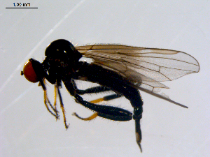  ( - 10PROBE-08662)  @13 [ ] CreativeCommons - Attribution (2011) CBG Photography Group Centre for Biodiversity Genomics