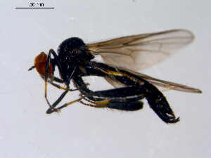 ( - 10PROBE-08679)  @13 [ ] CreativeCommons - Attribution (2011) CBG Photography Group Centre for Biodiversity Genomics