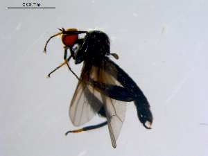  ( - 10PROBE-08685)  @13 [ ] CreativeCommons - Attribution (2011) CBG Photography Group Centre for Biodiversity Genomics